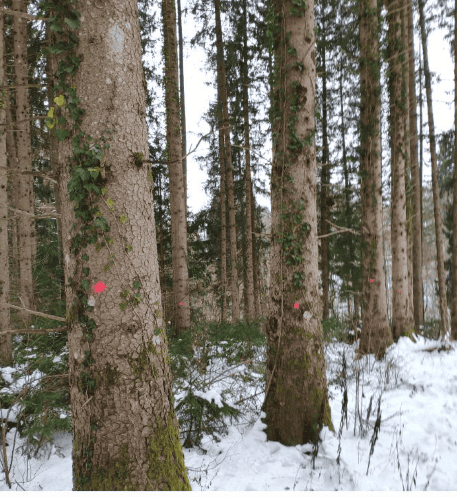 Parcelle forestières Sur le Brugeron